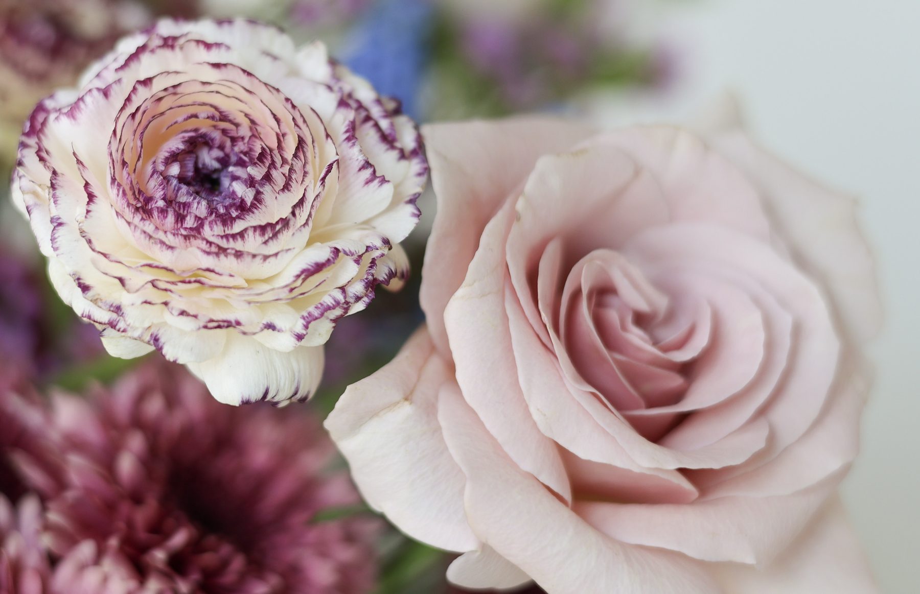 A close-up of a ranunculus and a rose.